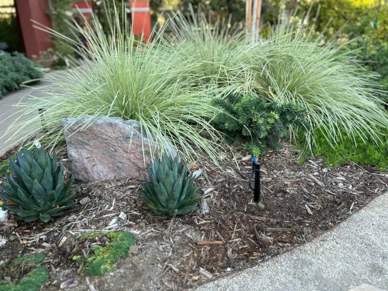 Vacaville Lanscape Design